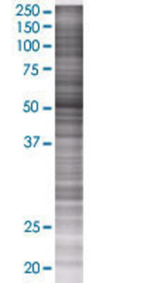 CEP55 transfected lysate.
