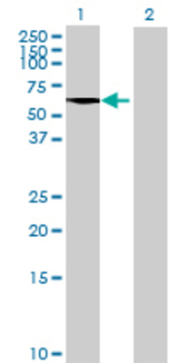 Lane 1: CEP55 transfected lysate (51.15 KDa) Lane 2: Non-transfected lysate.