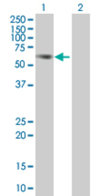 Lane 1: PPARA transfected lysate (52.2 KDa). Lane 2: Non-transfected lysate.