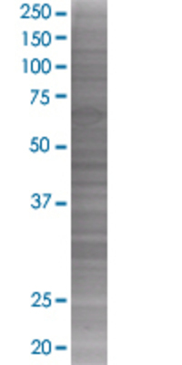 IFNGR2 transfected lysate.