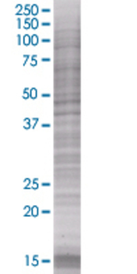 ICAM2 transfected lysate.