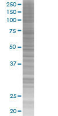 USF2 transfected lysate.