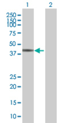 Lane 1: USF2 transfected lysate (37 KDa) Lane 2: Non-transfected lysate.