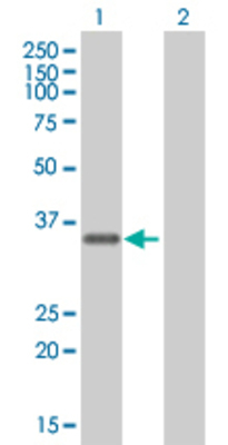 Lane 1: FBXO6 transfected lysate (33.9 KDa) Lane 2: Non-transfected lysate.