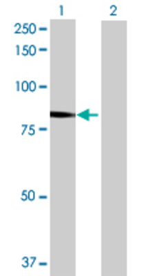 Lane 1: SUPV3L1 transfected lysate (86.57 KDa) Lane 2: Non-transfected lysate.
