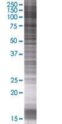 TFPI2 transfected lysate.