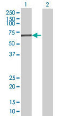 Lane 1: PDE1A transfected lysate (60.06 KDa) Lane 2: Non-transfected lysate.