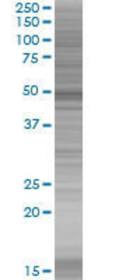 SPAG6 transfected lysate.