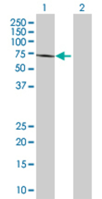 Lane 1: PTPN6 transfected lysate (67.6 KDa) Lane 2: Non-transfected lysate.