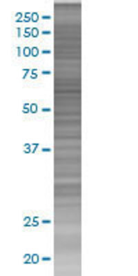 PTPN6 transfected lysate.