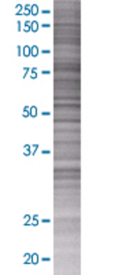 DEFB103A transfected lysate.