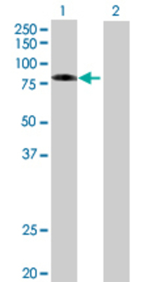 Lane 1: EZR transfected lysate (64.57 KDa) Lane 2: Non-transfected lysate.