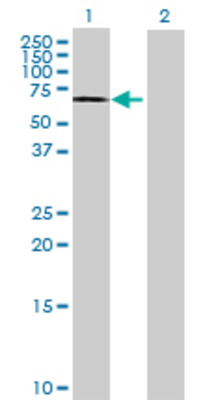 Lane 1: HDAC1 transfected lysate (53.13 KDa) Lane 2: Non-transfected lysate.