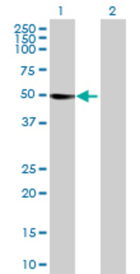 Lane 1: PDE7B transfected lysate (49.61 KDa) Lane 2: Non-transfected lysate.