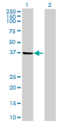 Lane 1: PANK1 transfected lysate (41.14 KDa) Lane 2: Non-transfected lysate.