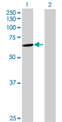 Lane 1: EPS8L1 transfected lysate (60.72 KDa) Lane 2: Non-transfected lysate.