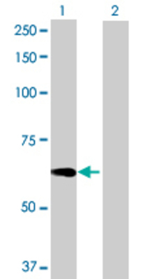 Lane 1: RAG2 transfected lysate (58.08 KDa) Lane 2: Non-transfected lysate.