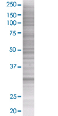 HUS1 transfected lysate.