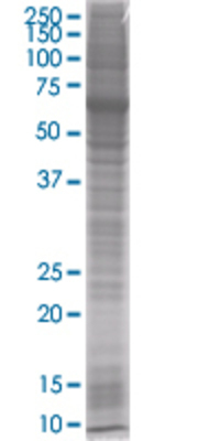 PROK1 transfected lysate