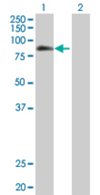 Lane 1: FBXO40 transfected lysate (78.1 KDa) Lane 2: Non-transfected lysate.