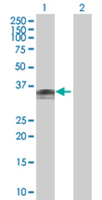 Lane 1: WNT7B transfected lysate (39.3 KDa) Lane 2: Non-transfected lysate.