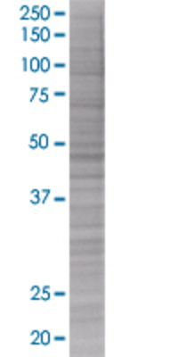 GADD45G transfected lysate