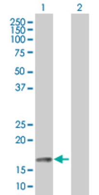 Lane 1: GADD45G transfected lysate (17.1 KDa). Lane 2: Non-transfected lysate.