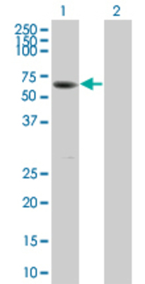 Lane 1: SUOX transfected lysate (53.79 KDa) Lane 2: Non-transfected lysate.
