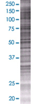 CFC1 transfected lysate.