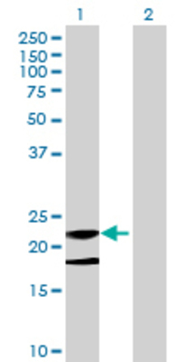 Lane 1: CFC1 transfected lysate (24.64 KDa) Lane 2: Non-transfected lysate.