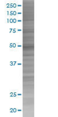 RP13-297E16.1 transfected lysate.