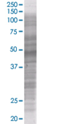 SIGLEC9 transfected lysate.