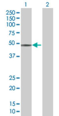 Lane 1: SIGLEC9 transfected lysate (47.4 KDa) Lane 2: Non-transfected lysate.