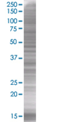 C20orf10 transfected lysate.