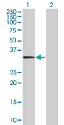 Lane 1: C20orf10 transfected lysate (34 KDa) Lane 2: Non-transfected lysate.