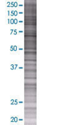 IFNA8 transfected lysate.