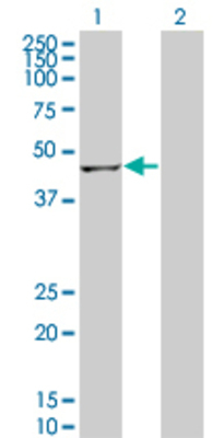 Lane 1: GTF2H4 transfected lysate (50.82 KDa) Lane 2: Non-transfected lysate.