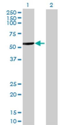 Lane 1: NR6A1 transfected lysate (52.36 KDa) Lane 2: Non-transfected lysate.