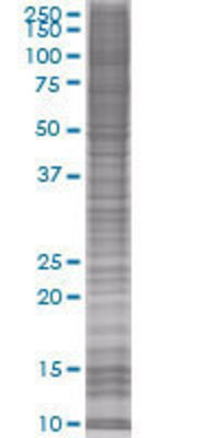EVI2A transfected lysate