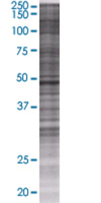 RUSC1 transfected lysate.