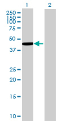 Lane 1: RUSC1 transfected lysate (47.74 KDa) Lane 2: Non-transfected lysate.