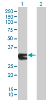 Lane 1: ORC6L transfected lysate (27.83 KDa). Lane 2: Non-transfected lysate.