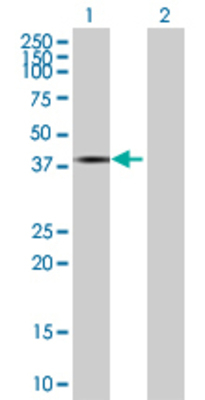 Lane 1: LYL1 transfected lysate (30.91 KDa) Lane 2: Non-transfected lysate.