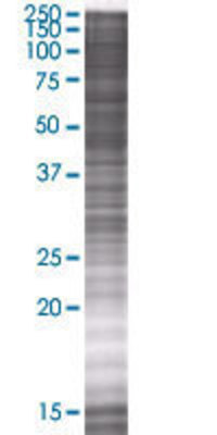 FBXO42 transfected lysate.