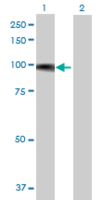Lane 1: FBXO42 transfected lysate (78.87 KDa) Lane 2: Non-transfected lysate.