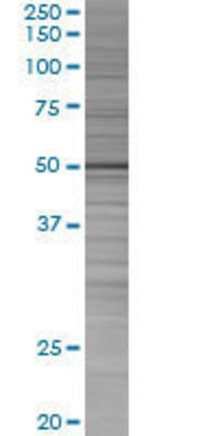 LEF1 transfected lysate.