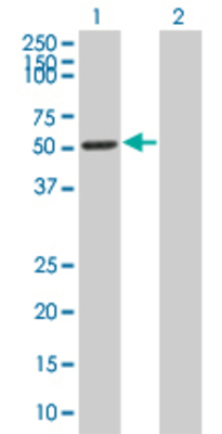 Lane 1: LEF1 transfected lysate (44 KDa) Lane 2: Non-transfected lysate.