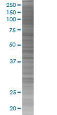 GIF transfected lysate.