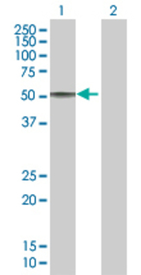 Lane 1: GIF transfected lysate (45.4 KDa) Lane 2: Non-transfected lysate.