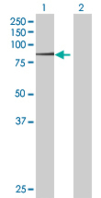 Lane 1: MYST2 transfected lysate (67.32 KDa) Lane 2: Non-transfected lysate.